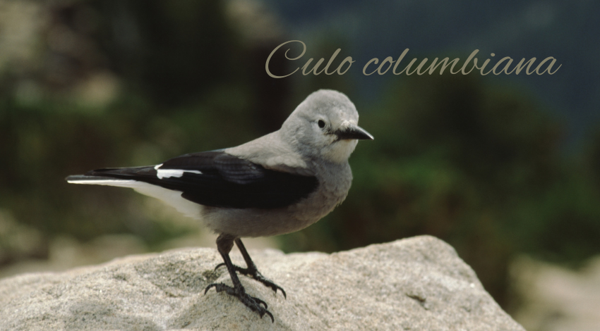 culo columbiana  