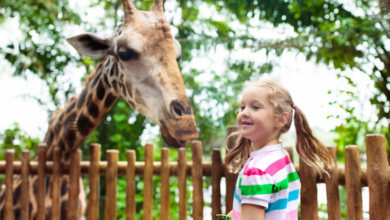 alianza de mineria colombia frankfurt zoo